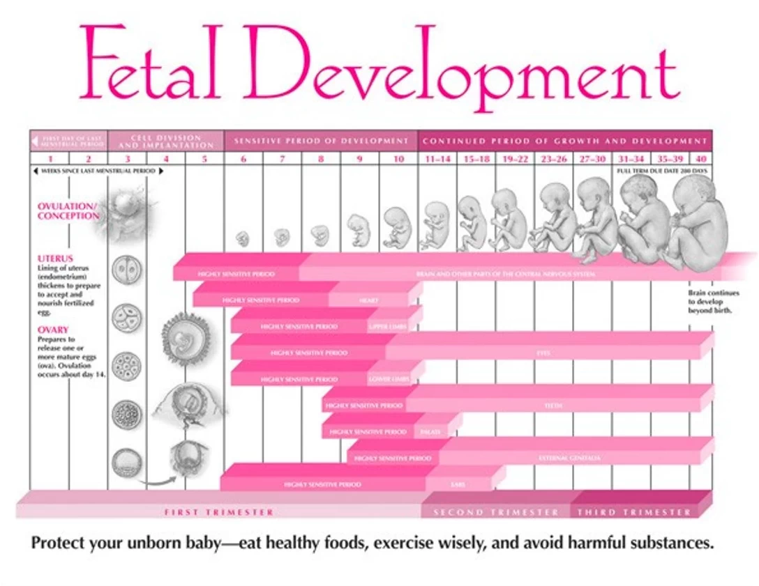 Fetal Development Models