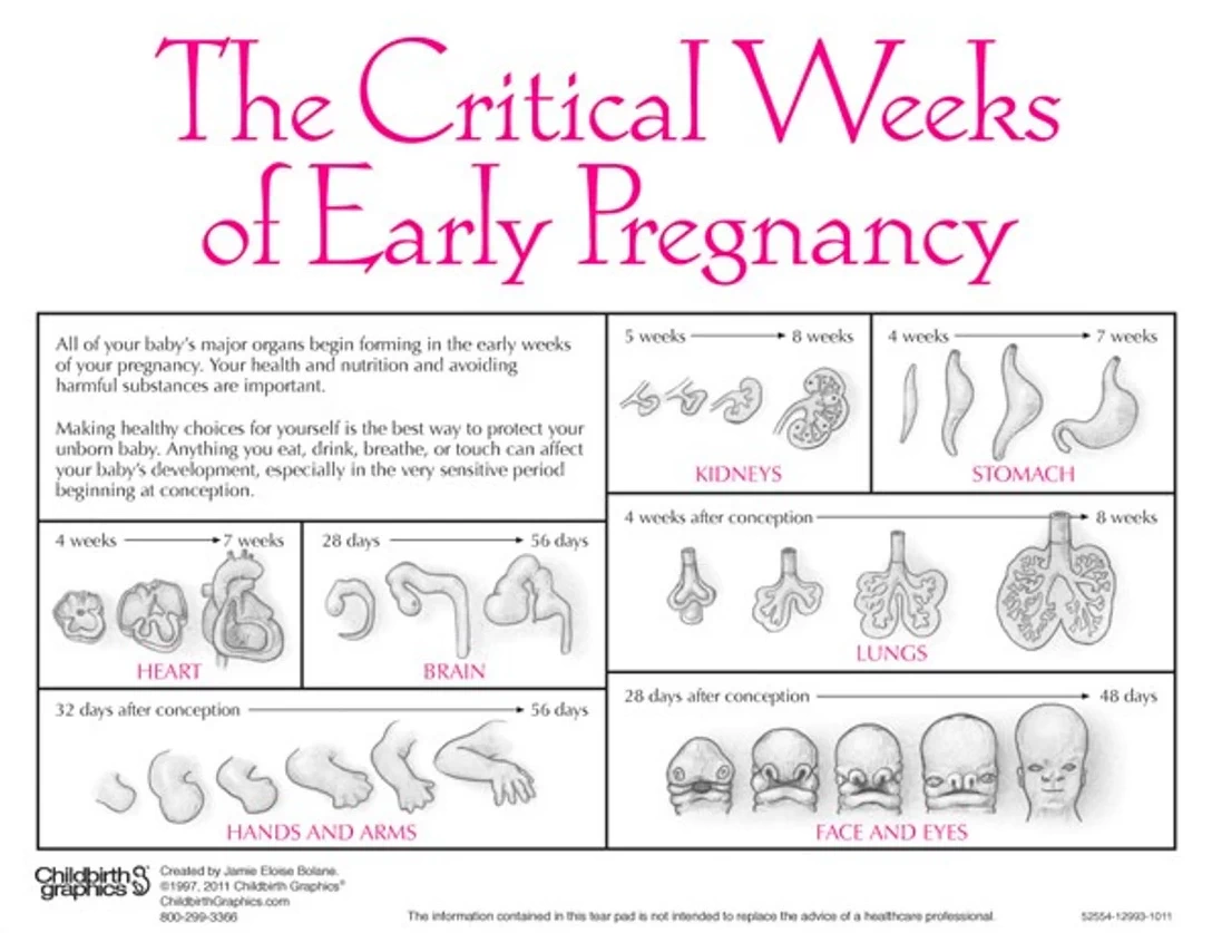 Fetal Development Models